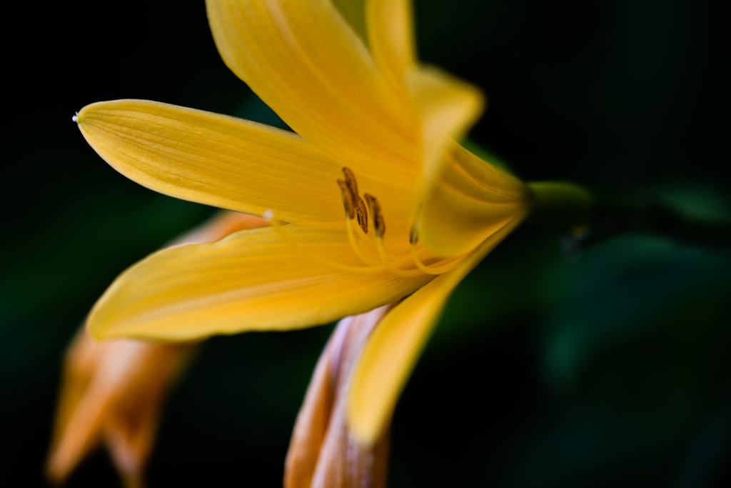 Daylily