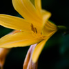 Daylily