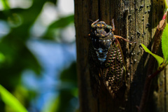 cicada