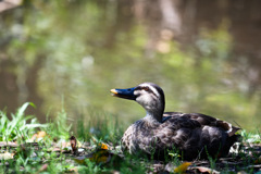 Common duck