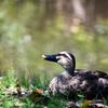 Common duck