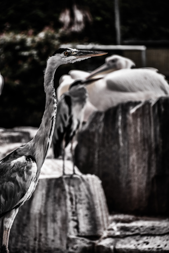 grey heron