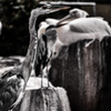 grey heron