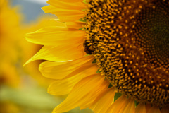 Honey bee on the sunflower