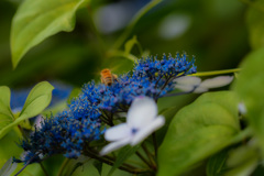 hydrangea