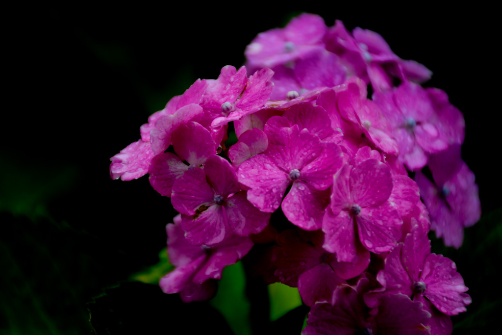 hydrangea