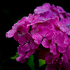 hydrangea