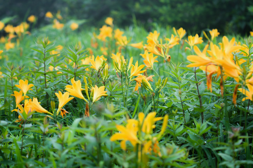 Daylily's(back shot)