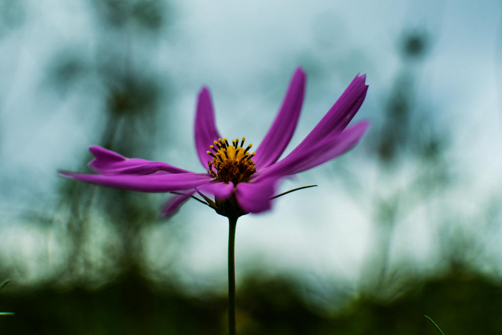 秋桜