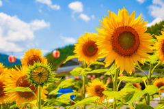 sunflower & Sunflower
