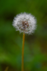 dandelion（蒲公英）