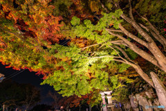 大山 紅葉祭り ライトアップ 4