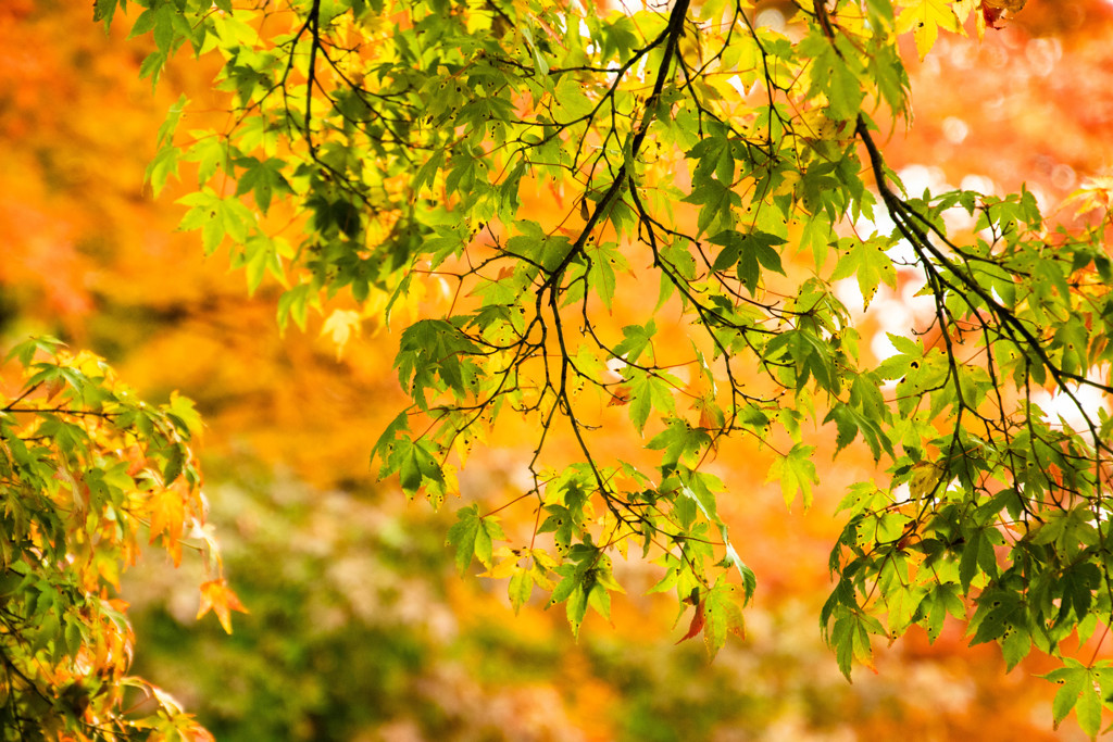 大山 紅葉 2