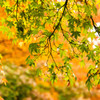 大山 紅葉 2