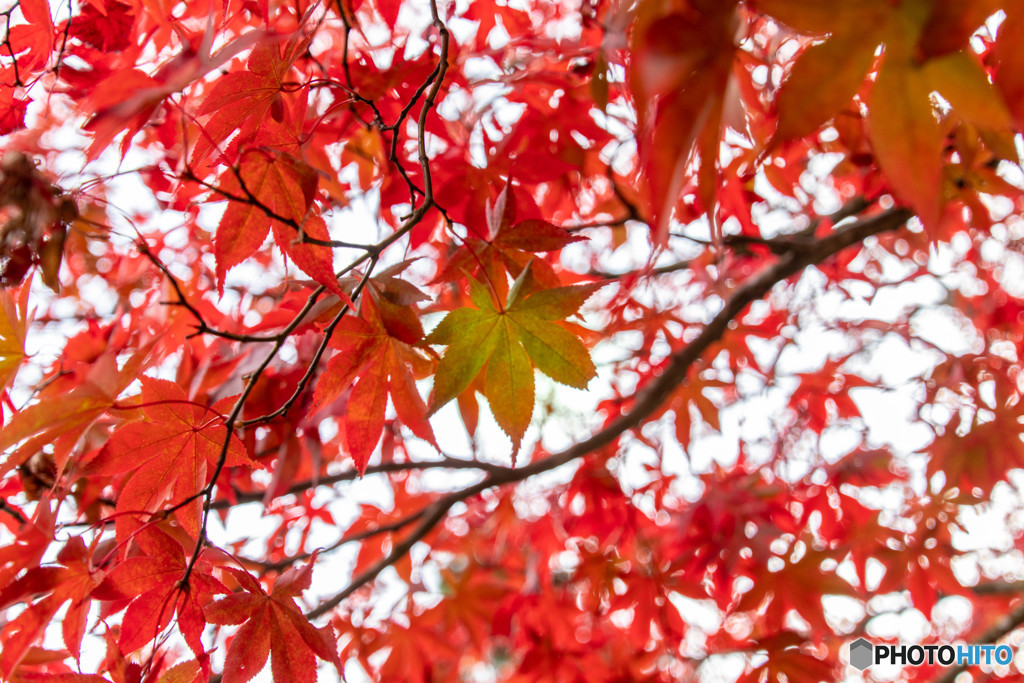 大山 紅葉