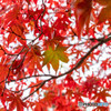 大山 紅葉