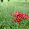 曼珠沙華