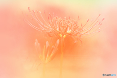 始　秋　華