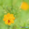 酷暑に負けず_Yellow cosmos