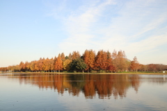 水元公園の紅葉