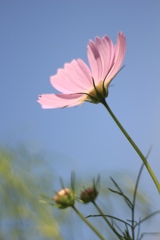 秋桜