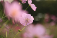 秋桜