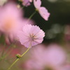 秋桜