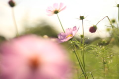 秋桜