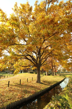 水元公園の紅葉