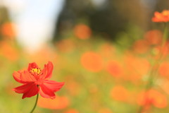 黄花コスモス