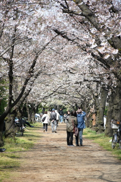 桜並木