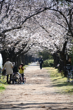桜並木