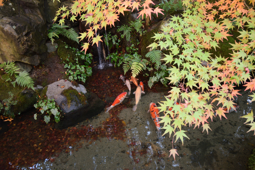 瑠璃光院