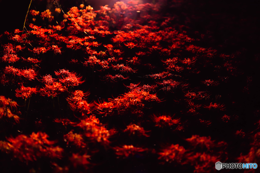 紅い海