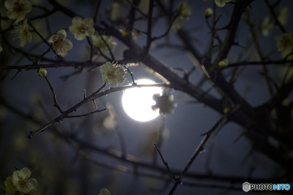 月と梅 by yuta0mg （ID：8414681） - 写真共有サイト:PHOTOHITO