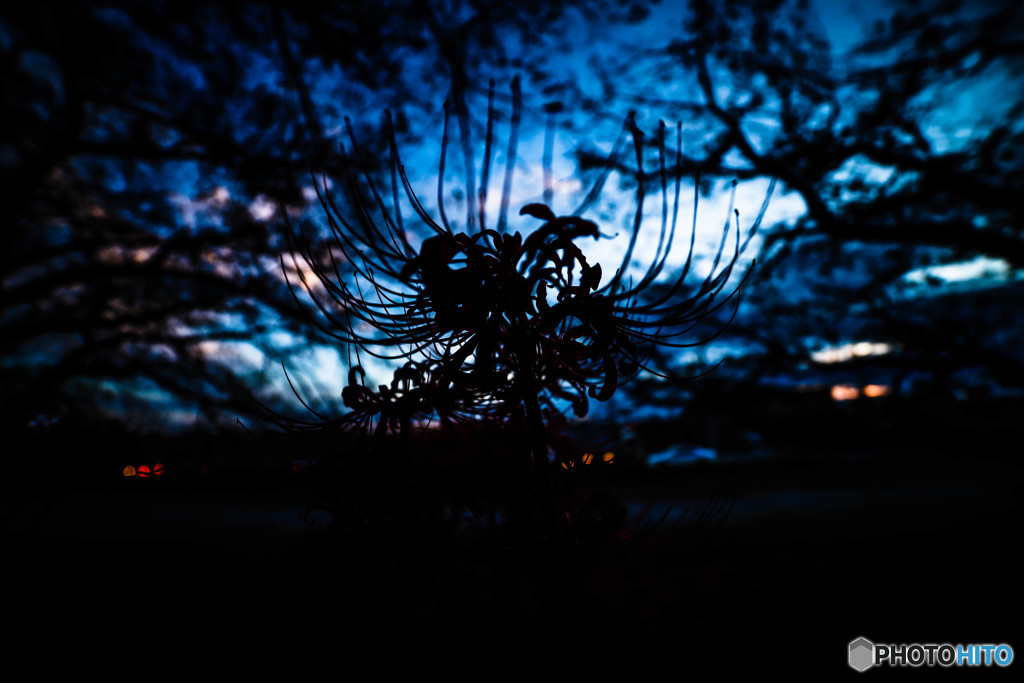 Twilight