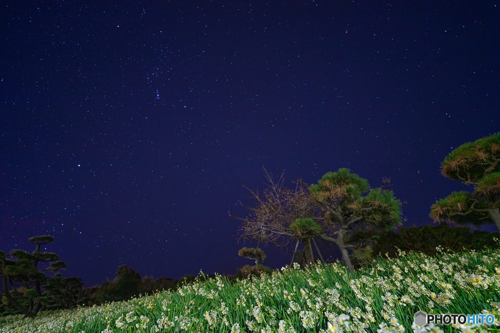 水仙と冬の星空