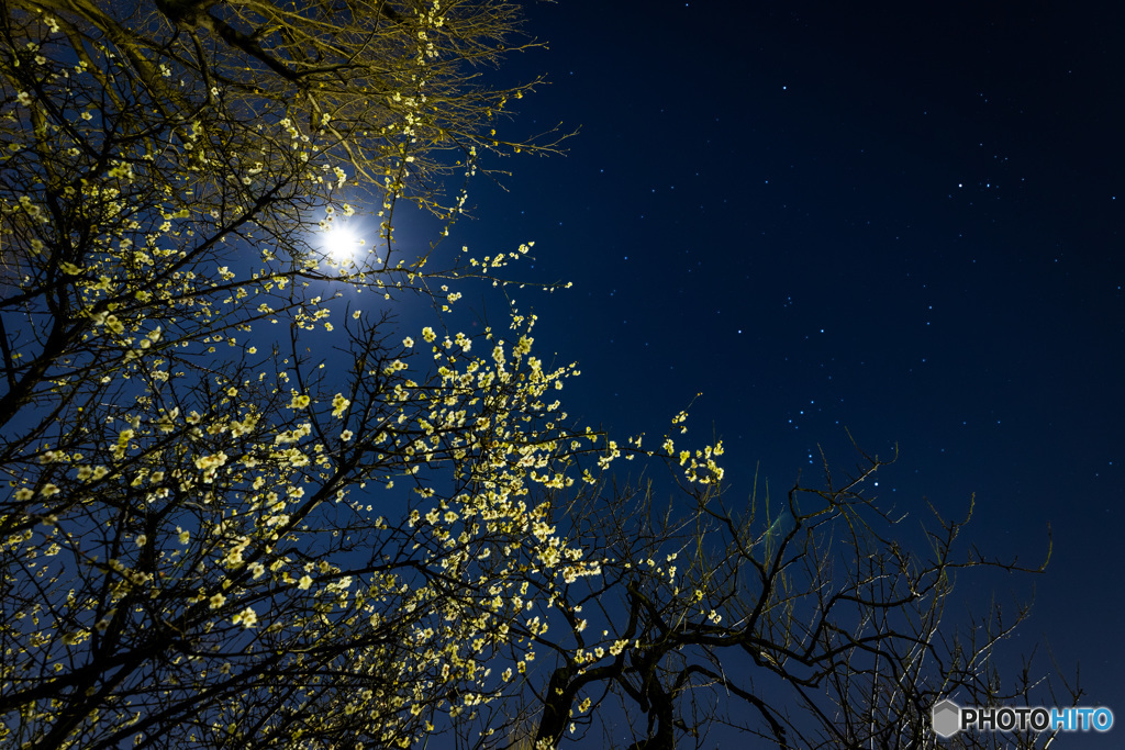 星月夜