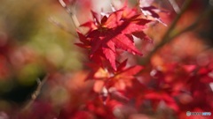 3763B7BB-40D9-4DC4-A5F5-EB0534AD9B5F