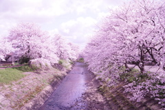 cherry blossom