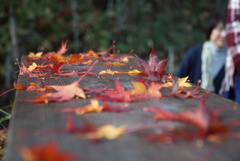 紅葉の展示会