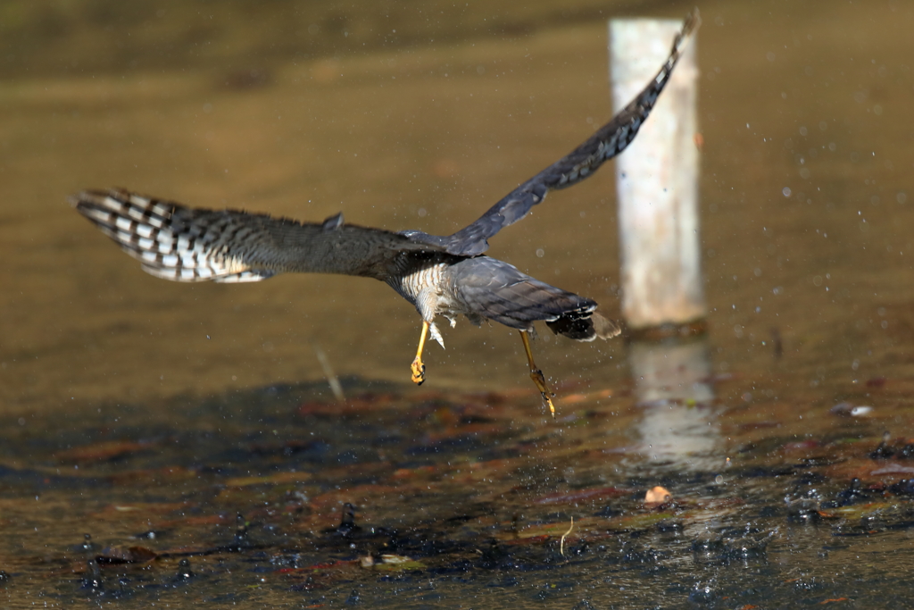 カワセミを水に沈め損ね、後を追うハイタカ