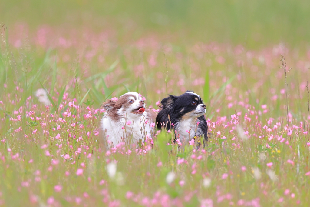 きょうのわんこ