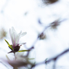 こぶしの花