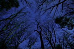 森のざわめきと満天の星