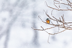 雪が降ろうがお腹は空くのです