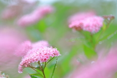 雨粒で着飾り、風に踊る