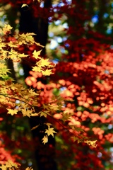 今年は紅葉が鮮やかで綺麗です