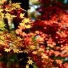 今年は紅葉が鮮やかで綺麗です