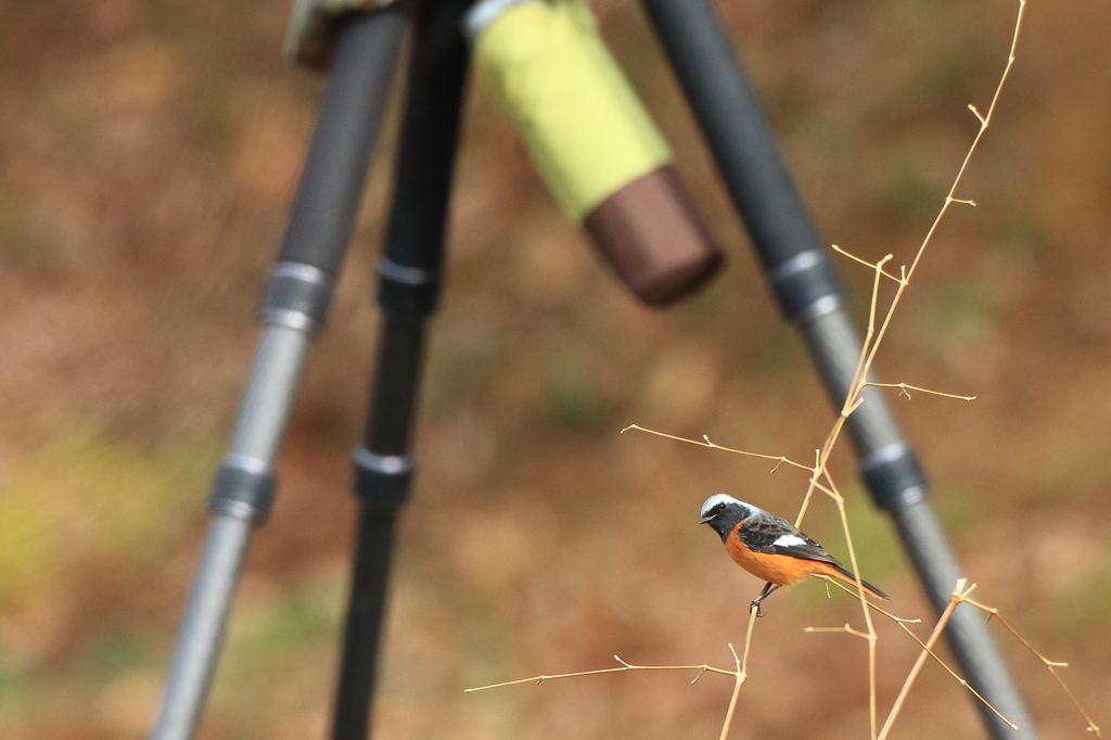 ふっふっふっ。カメラ放置してるから、私には気づいていないようです。
